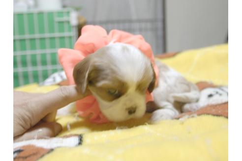 成約済の埼玉県のキャバリアキングチャールズスパニエル-52515の2枚目